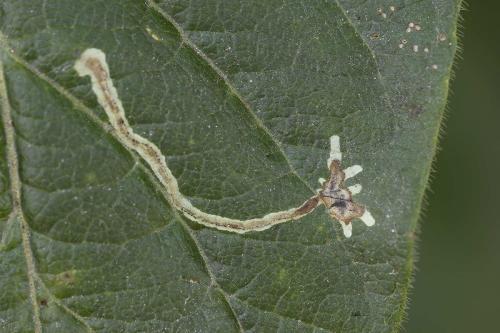 Chromatomyia lonicerae