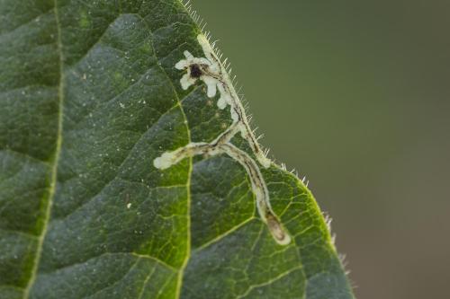 Chromatomyia lonicerae