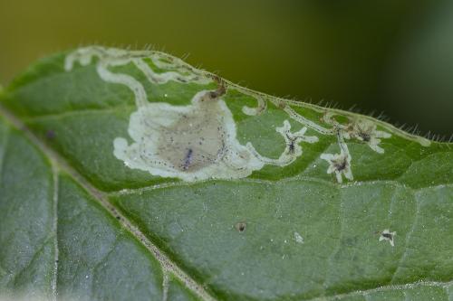 Chromatomyia lonicerae