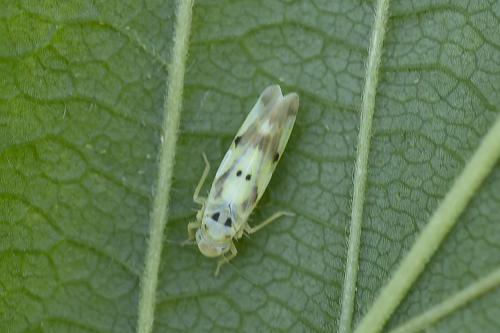 Eupteryx signatipennis