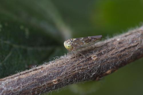 Tremulicerus vitreus
