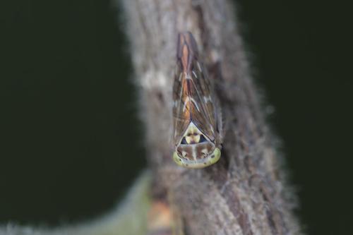 Tremulicerus vitreus