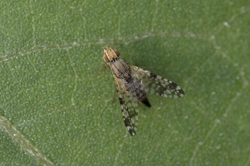 Campiglossa sp.