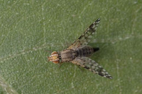 Campiglossa sp.