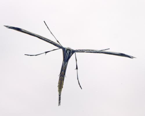 Emmelina monodactyla