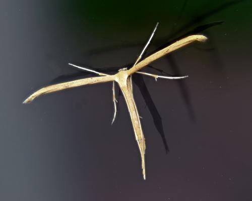 Emmelina monodactyla