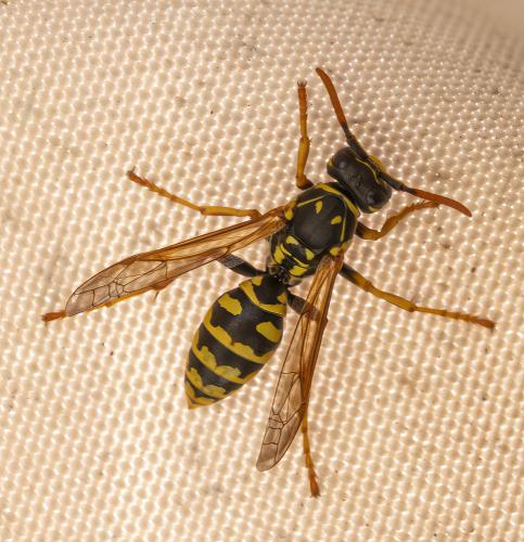 Polistes dominula