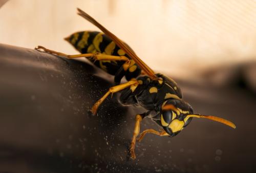 Polistes dominula