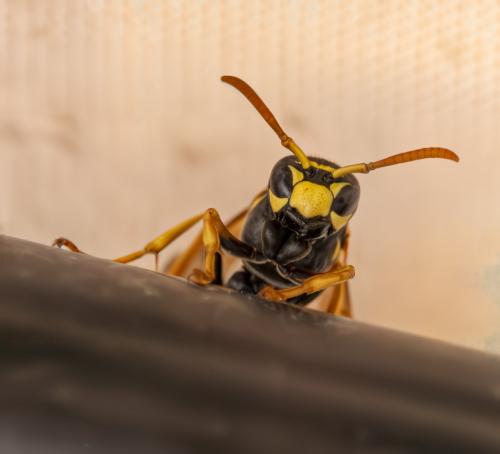Polistes dominula