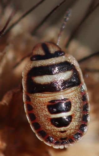 Sciocoris macrocephalus