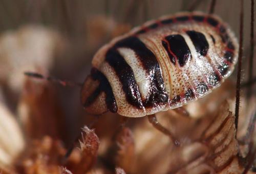 Sciocoris macrocephalus
