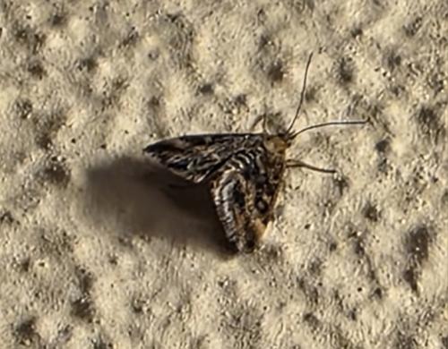 Pyrausta despicata