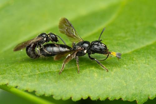 Ceratina cucurbitina