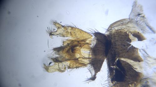 Chorisops tunisiae
