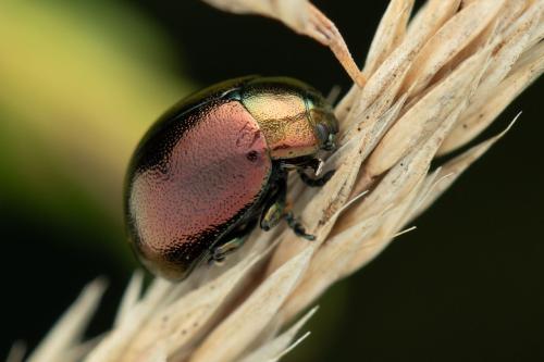 Chrysolina varians