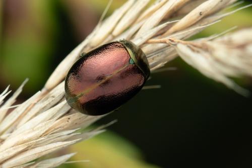 Chrysolina varians