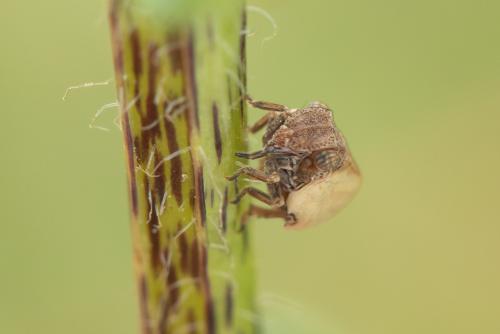 Hysteropterum vasconicum