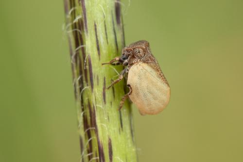 Hysteropterum vasconicum
