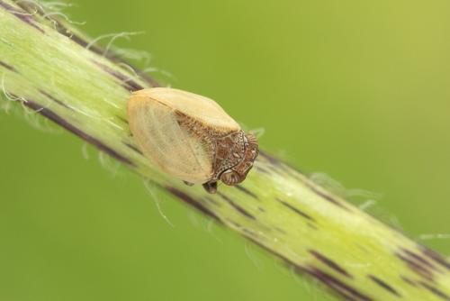 Hysteropterum vasconicum