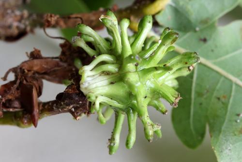 Andricus grossulariae