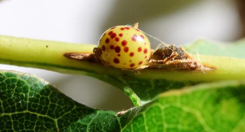 Neuroterus anthracinus