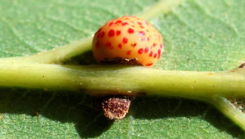 Neuroterus anthracinus