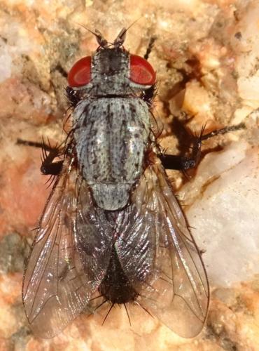 Sarcophila sp.
