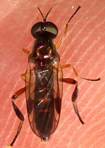 Chorisops tibialis