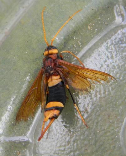 Urocerus sah