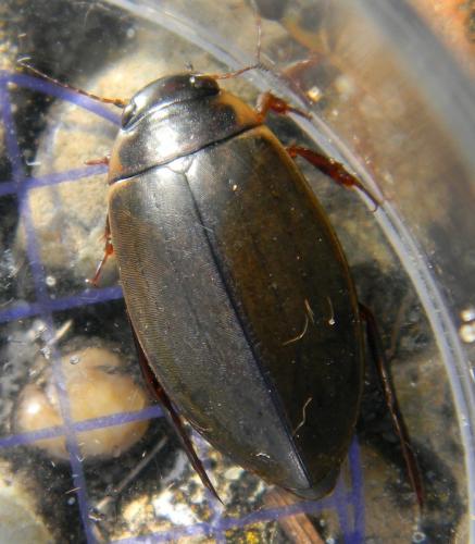 Colymbetes fuscus