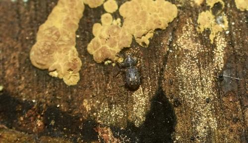 Ulorhinus bilineatus