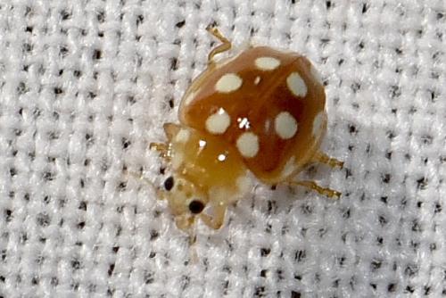 Réf. 364 262 : Vibidia duodecimguttata
