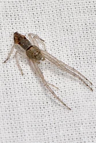 Réf. 364 271 : Tmarus sp. Réf. 364 271 : Tmarus sp.