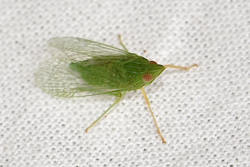 Dictyophara multireticulata