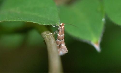 Phyllonorycter emberizaepenella