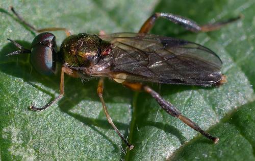 Chorisops tibialis