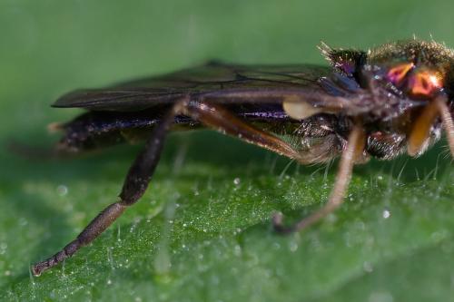 Chorisops tibialis