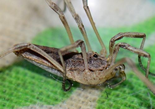 Odiellus troguloides