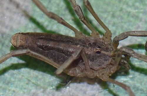 Odiellus troguloides