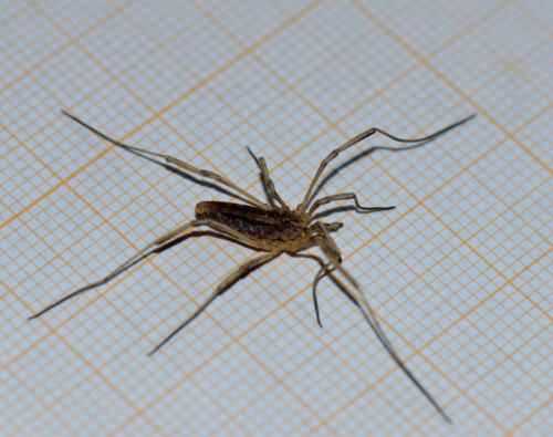Odiellus troguloides