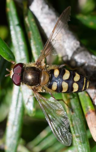 Lapposyrphus lapponicus