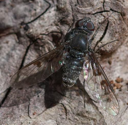 Anthrax trifasciatus