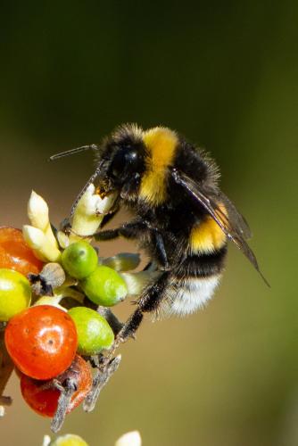 Bombus sp.