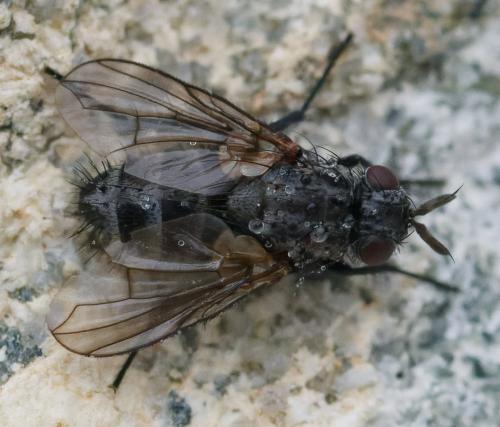 Réf. 364 039 : Triarthria setipennis