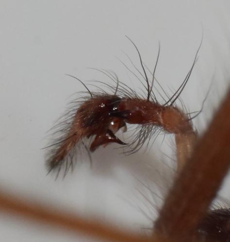 Eratigena atrica