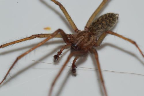 Eratigena atrica