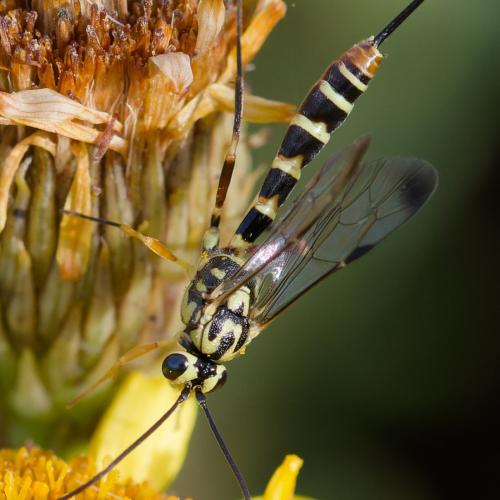 Réf. 364 024 : Syzeuctus tigris