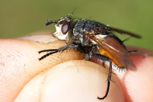 Peleteria rubescens