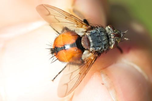 Peleteria rubescens