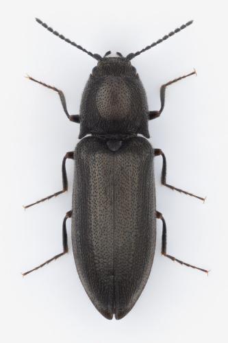 Pheletes aeneoniger